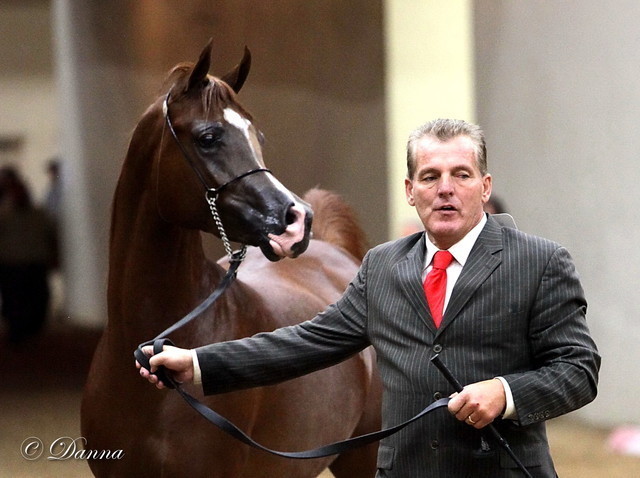 6th Annual Arabian Breeders World Cup - Day 3