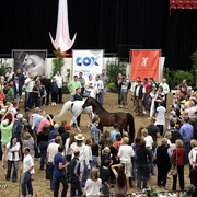 6th Annual Arabian Breeders World Cup - Day 3