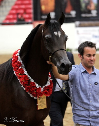 6th Annual Arabian Breeders World Cup - Day 3