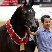 6th Annual Arabian Breeders World Cup - Day 3