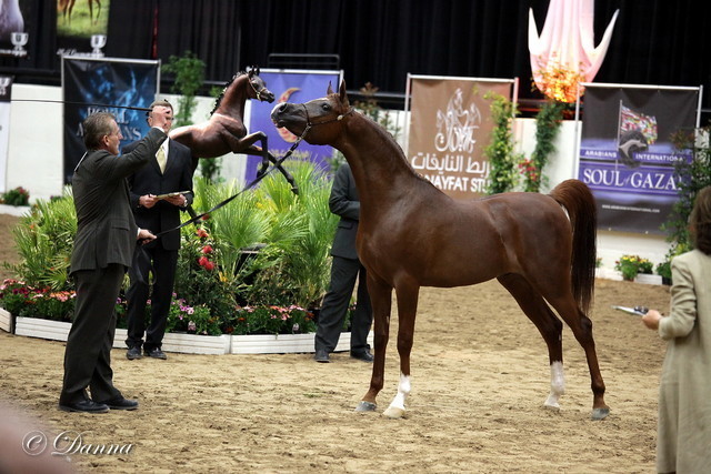 6th Annual Arabian Breeders World Cup - Day 3