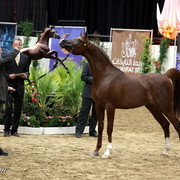 6th Annual Arabian Breeders World Cup - Day 3
