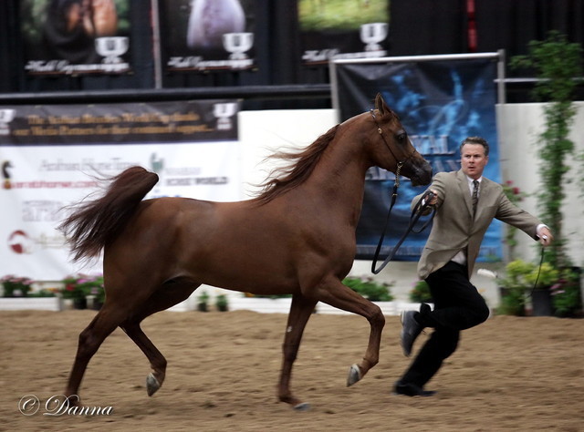 6th Annual Arabian Breeders World Cup - Day 3