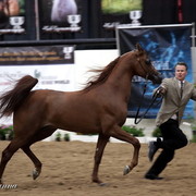 6th Annual Arabian Breeders World Cup - Day 3