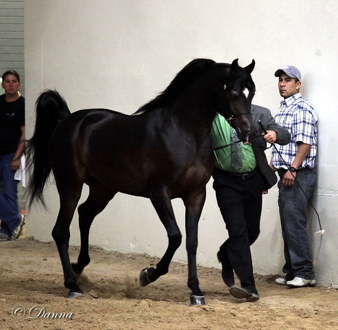 6th Annual Arabian Breeders World Cup - Day 3