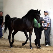 6th Annual Arabian Breeders World Cup - Day 3
