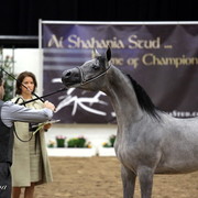 6th Annual Arabian Breeders World Cup - Day 3