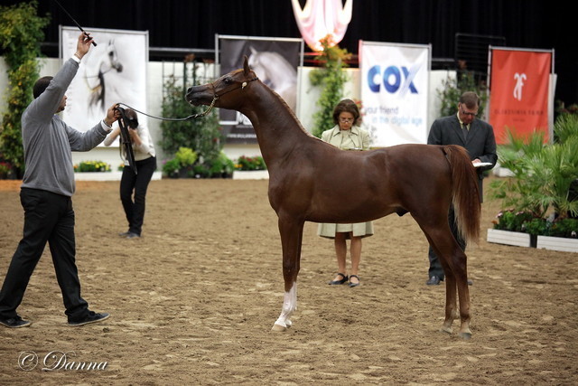 6th Annual Arabian Breeders World Cup - Day 3