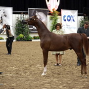 6th Annual Arabian Breeders World Cup - Day 3