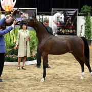 6th Annual Arabian Breeders World Cup - Day 3