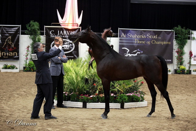 6th Annual Arabian Breeders World Cup - Day 3