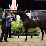 6th Annual Arabian Breeders World Cup - Day 3