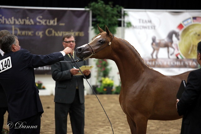 6th Annual Arabian Breeders World Cup - Day 3