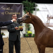 6th Annual Arabian Breeders World Cup - Day 3