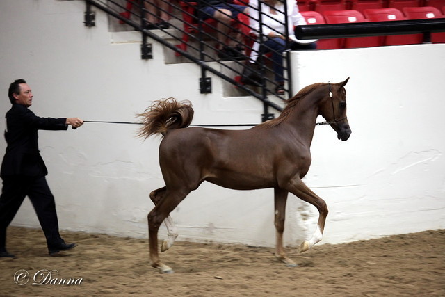 6th Annual Arabian Breeders World Cup - Day 3