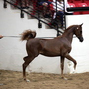 6th Annual Arabian Breeders World Cup - Day 3