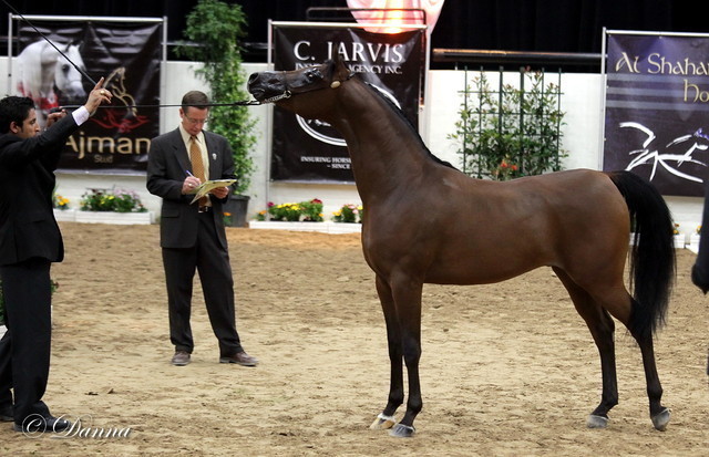 6th Annual Arabian Breeders World Cup - Day 3