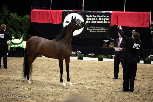 6th Annual Arabian Breeders World Cup - Finals Day