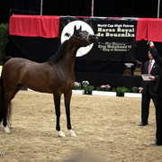 6th Annual Arabian Breeders World Cup - Finals Day