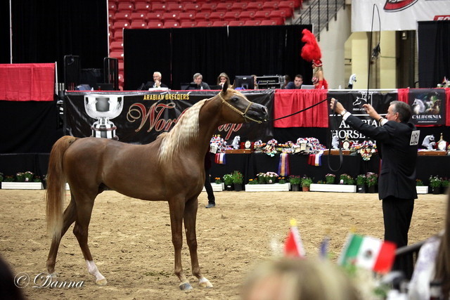 6th Annual Arabian Breeders World Cup - Finals Day