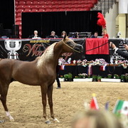 6th Annual Arabian Breeders World Cup - Finals Day
