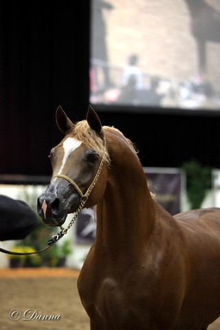 6th Annual Arabian Breeders World Cup - Finals Day