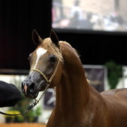 6th Annual Arabian Breeders World Cup - Finals Day
