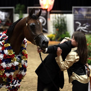 6th Annual Arabian Breeders World Cup - Finals Day