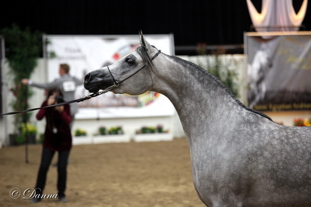 6th Annual Arabian Breeders World Cup - Finals Day