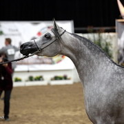 6th Annual Arabian Breeders World Cup - Finals Day