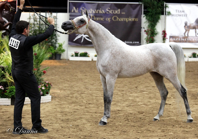 6th Annual Arabian Breeders World Cup - Finals Day
