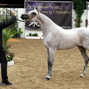 6th Annual Arabian Breeders World Cup - Finals Day