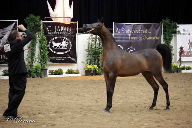 6th Annual Arabian Breeders World Cup - Finals Day