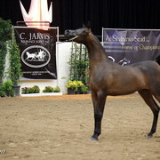6th Annual Arabian Breeders World Cup - Finals Day