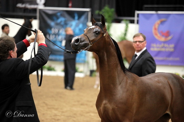 6th Annual Arabian Breeders World Cup - Finals Day