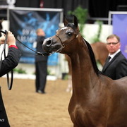6th Annual Arabian Breeders World Cup - Finals Day