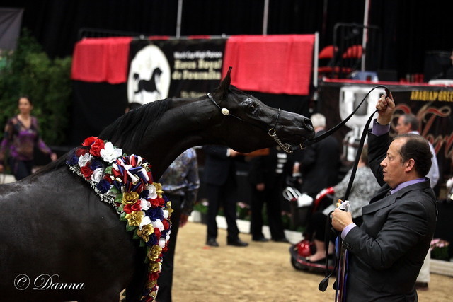 6th Annual Arabian Breeders World Cup - Finals Day