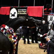 6th Annual Arabian Breeders World Cup - Finals Day