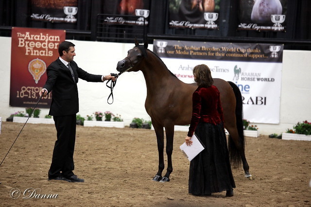 6th Annual Arabian Breeders World Cup - Finals Day