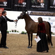 6th Annual Arabian Breeders World Cup - Finals Day