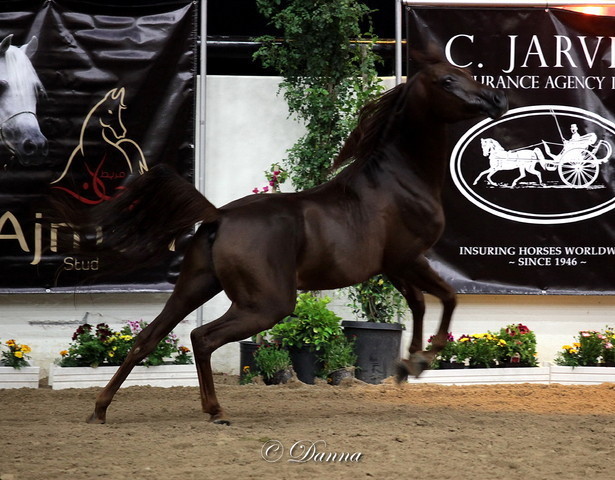 6th Annual Arabian Breeders World Cup - Finals Day