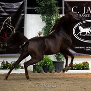 6th Annual Arabian Breeders World Cup - Finals Day
