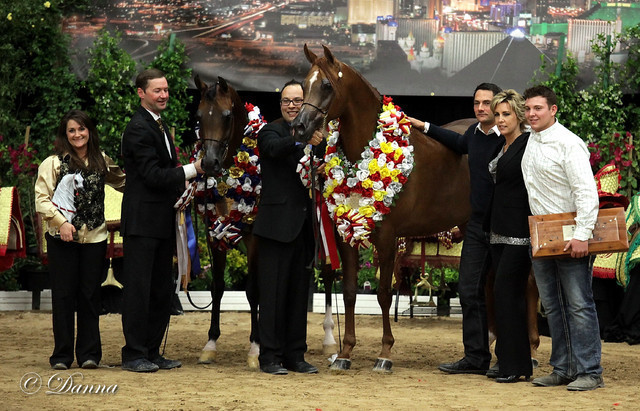 6th Annual Arabian Breeders World Cup - Finals Day