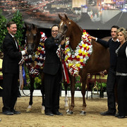 6th Annual Arabian Breeders World Cup - Finals Day