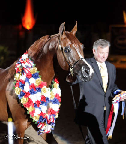 6th Annual Arabian Breeders World Cup - Finals Day