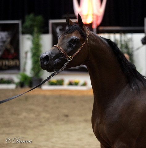 6th Annual Arabian Breeders World Cup - Finals Day