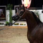 6th Annual Arabian Breeders World Cup - Finals Day