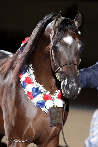 6th Annual Arabian Breeders World Cup - Finals Day