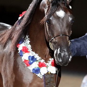 6th Annual Arabian Breeders World Cup - Finals Day