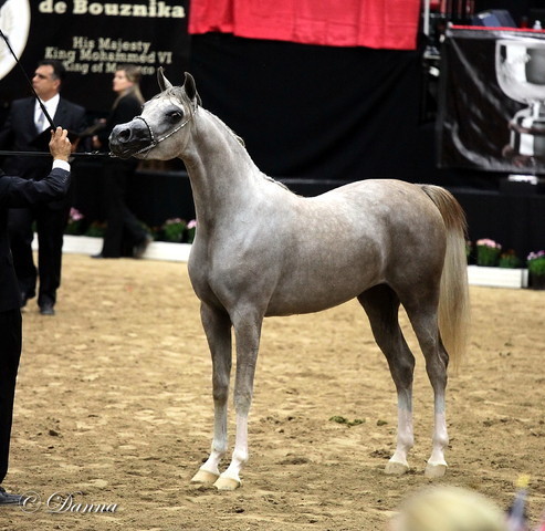 6th Annual Arabian Breeders World Cup - Finals Day